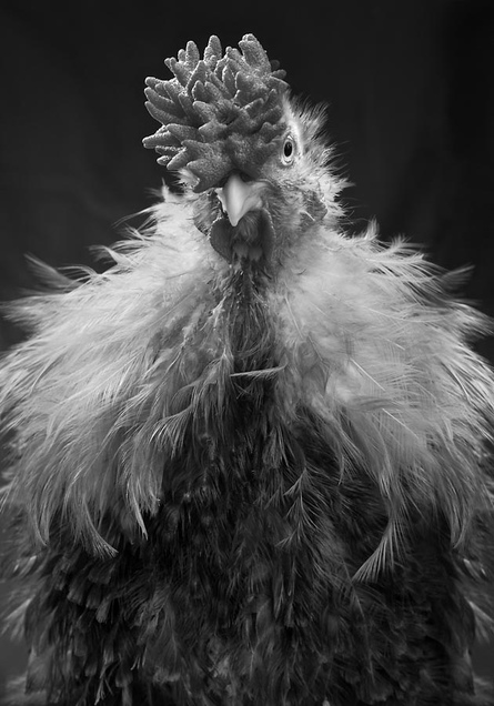 Frizzle rooster